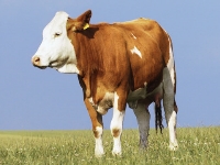 05